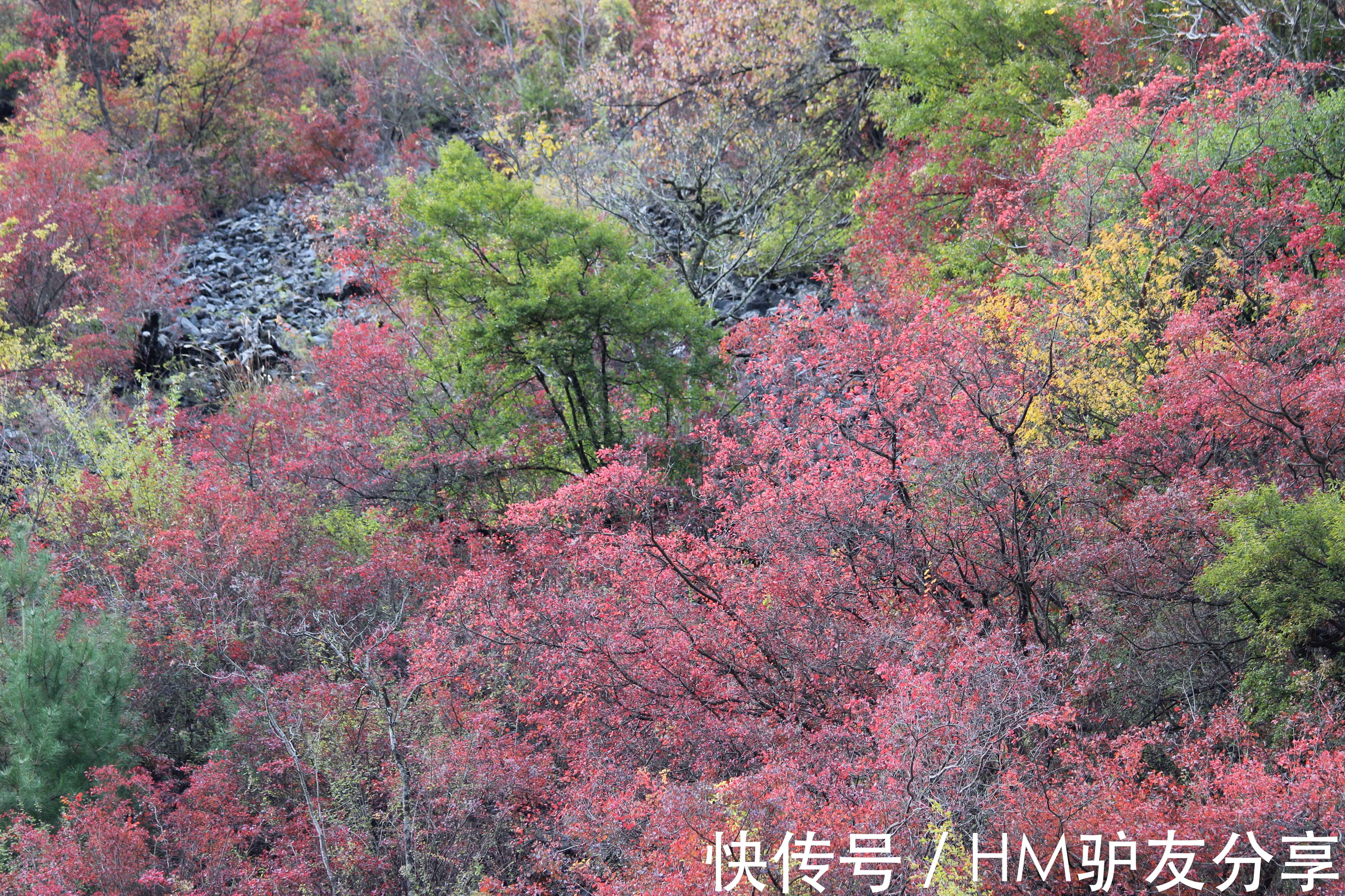 古尔沟|看川西彩林 这一条环线就够了 毕棚沟-米亚罗-奶子沟-卡龙沟-牟尼沟