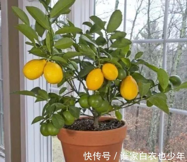 越来越多人养4种花，镇宅又招财，寓意吉祥，旺财运！