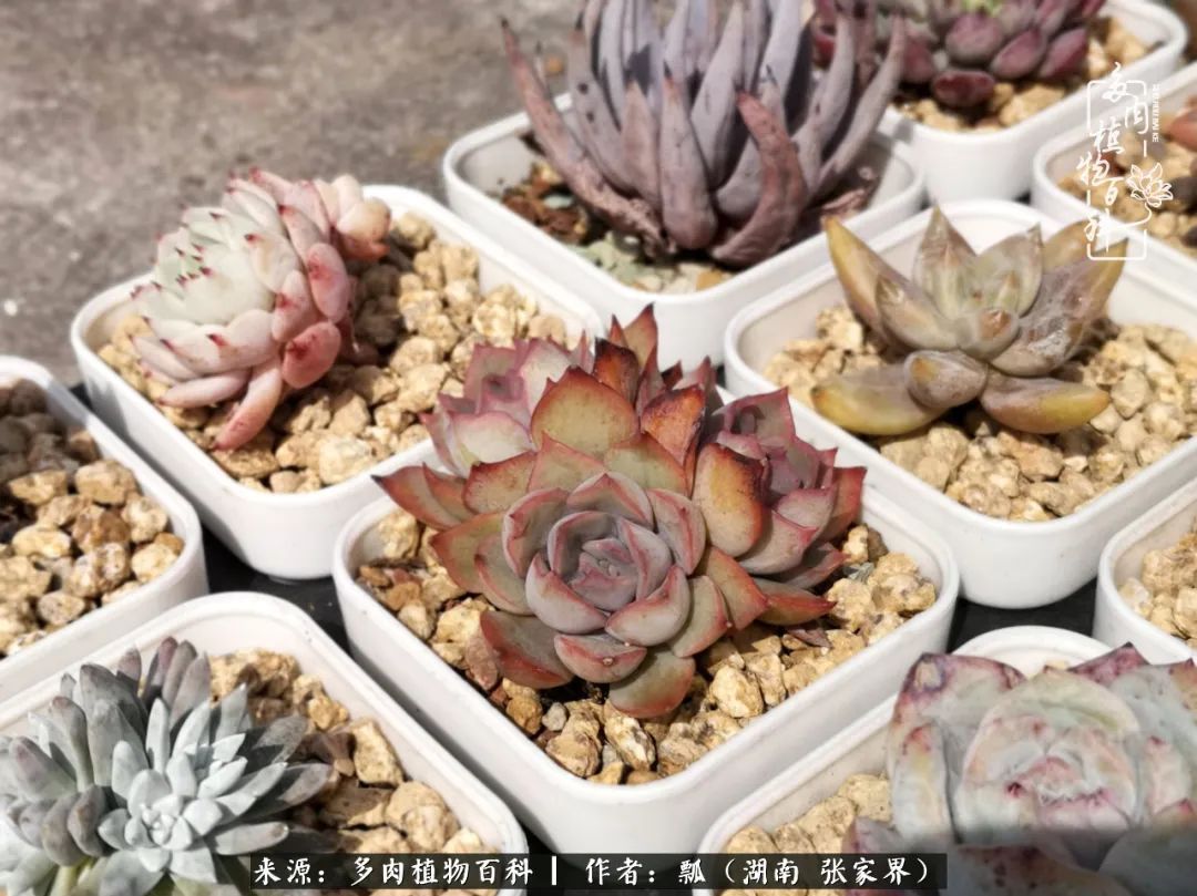 干货新手在多肉的选购、配土、上盆、养护环节走过的误区!