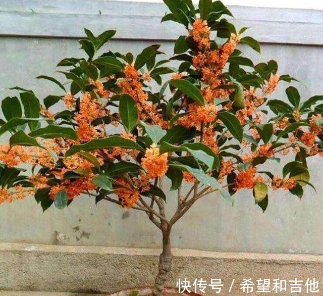 量天尺|霸气“镇宅花”,就选这6种,家里养一棵,子子孙孙,贵人辈出