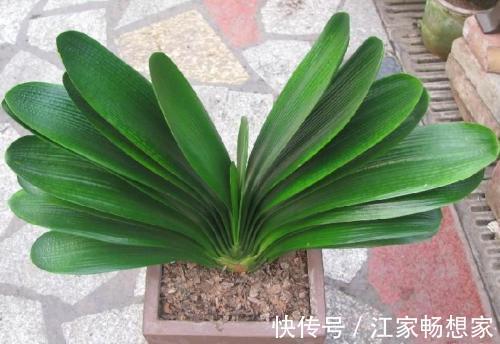 家庭养君子兰,这个地方不能摆,不然黄叶不开花!