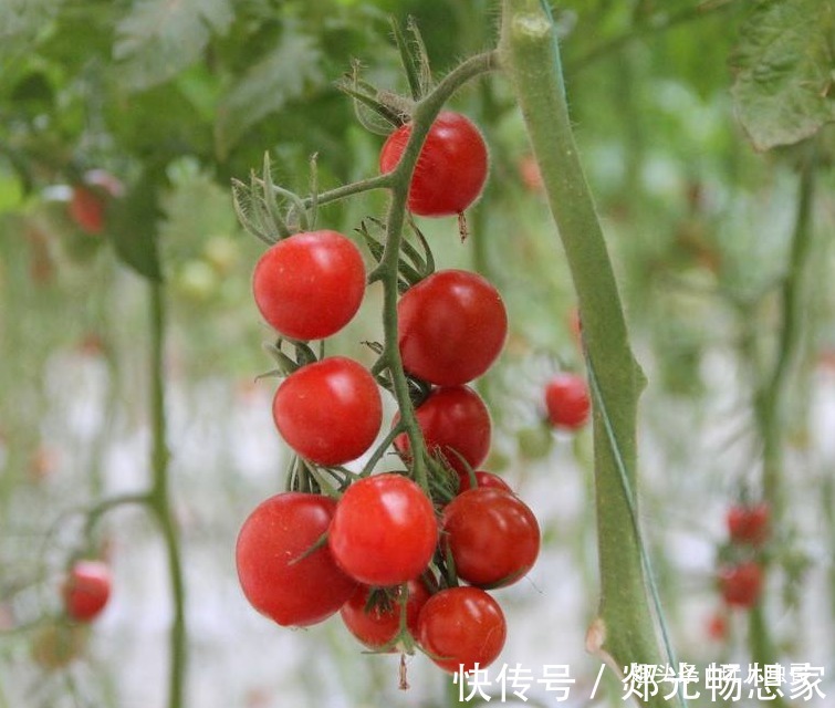 湿度|西红柿补肾利尿,营养又美味,掌握四点,种出更优质的西红柿来!