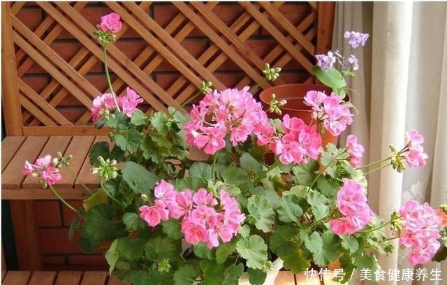 养花浇水的忌讳，“3种水”别浇花，浇一盆黄一盆，要牢记！