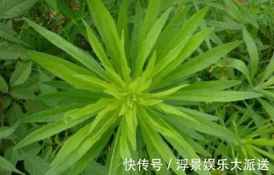 杂草|农村的野草,总以为它是杂草,不过在城里受热捧,还能入药治病