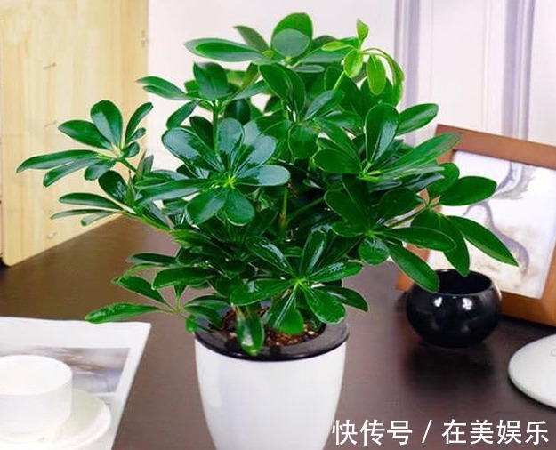 以下这种植物不怎么浇水反而长得好，比绿萝还好养，了解一下