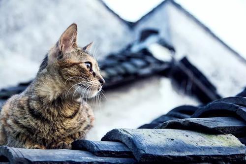 慈母|慈母多遭罪,严父易善终,别让孩子不怕你