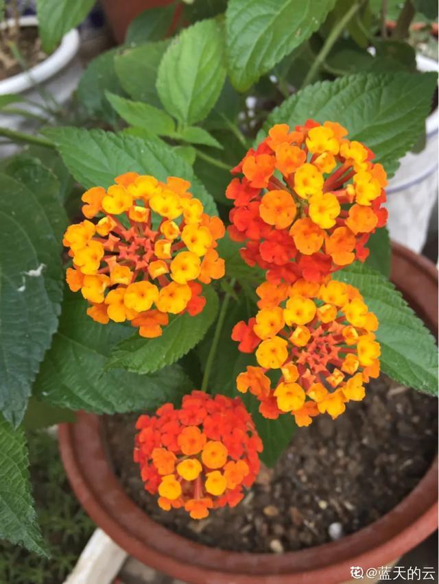想要家里四季花开，这20种花，连续能开300天，完全不歇气