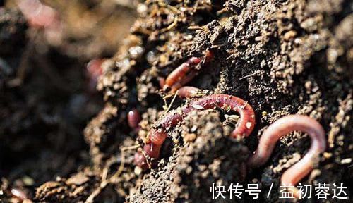 钩体|蚯蚓钓鱼使用小技巧，让钓鱼爱好者少走弯路