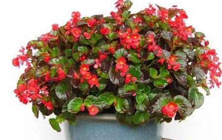 马儿|5种常见的盆栽,家里种植尽量少浇水,不然养的不尽人意