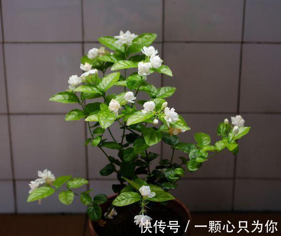秋天养茉莉,3个“要点”要牢记,不然黄叶,落叶子,拖拉一米长