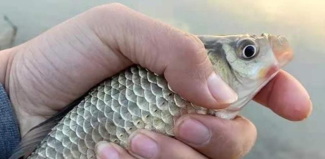 钓点处“冒泡”，就是不见有鱼吃钩？按我说的做，每次扬竿都有鱼