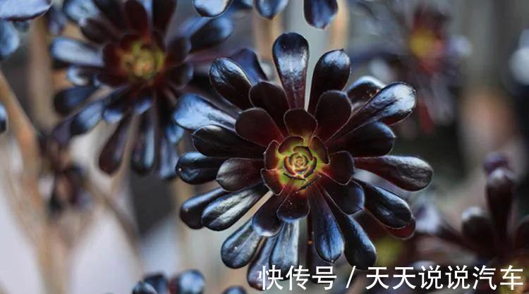 秋冬6款普货高颜值多肉，简单易养，美得如同仙子一般