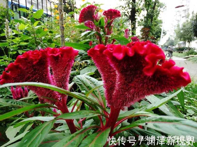 花坛|此花,有人称之“花中之禽”,实则滋补强身,掌握技巧养出花坛