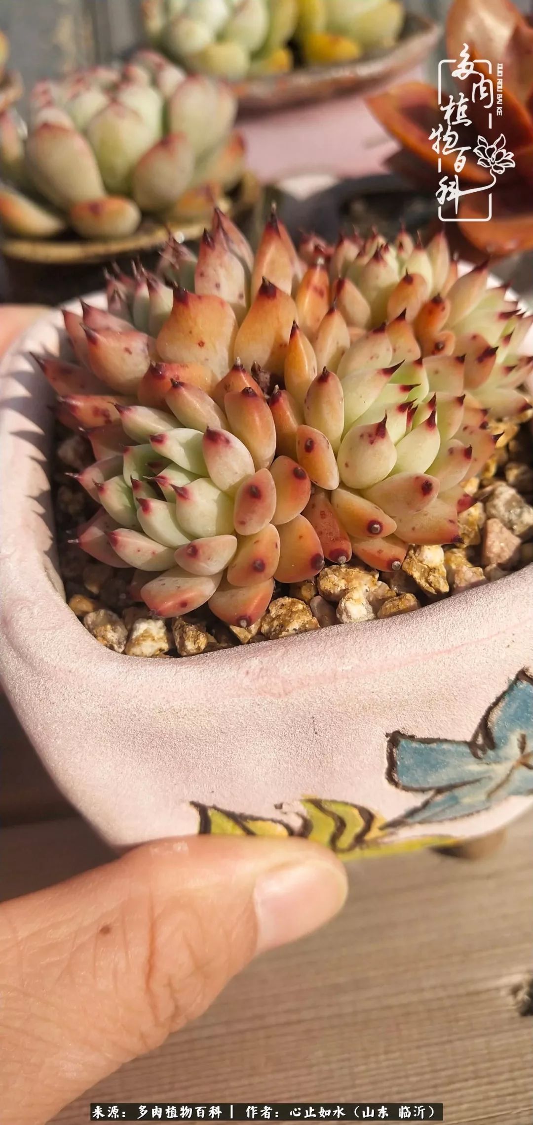 养多肉不只是说说而已，只要肯用心，它们绝对不会辜负你！