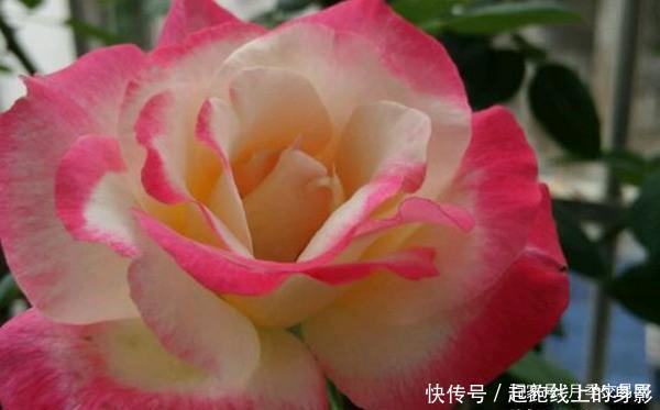 十大浓香月季排行榜,开花比香水还好闻,你喜欢哪种