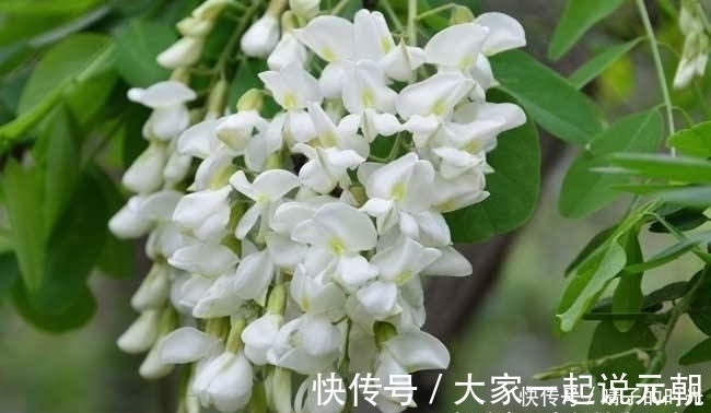 祛风湿|十个人九个腰疼，此花每天泡水喝，祛风湿通经络，让身体棒棒哒！