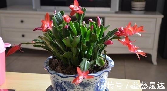 蟹爪兰|卧室养花有讲究，6种适合摆在卧室的花草，晚上不争氧气！