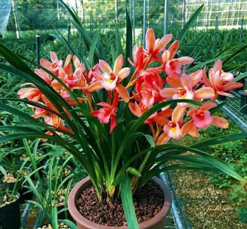 养兰花要学会巧用磷酸二氢钾，省事又好养，花朵鲜艳又多姿