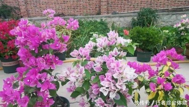 北方室内养三角梅不开花怎么办用上1勺子它,花叶轻松爆满盆!