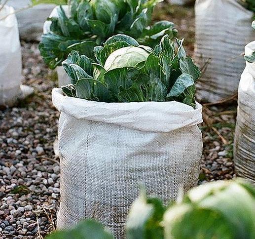 没用的麻袋别再随手丢了，拿它当盆养花，一下子收获3大优势