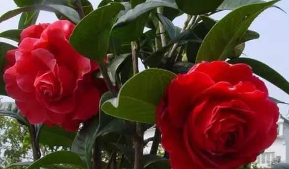 芙蓉葵|3种花耐寒又耐热，南北都能种，开花色彩艳丽，高雅大气