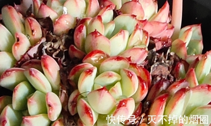 多肉植物怎么处理花剑才好,不剪花剑行不行,一起来了解一下吧