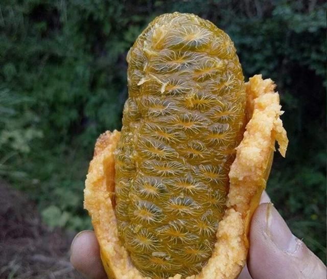 成熟|农村才有的奇特美味野果,吃过十种以上算你牛,城里人见得少