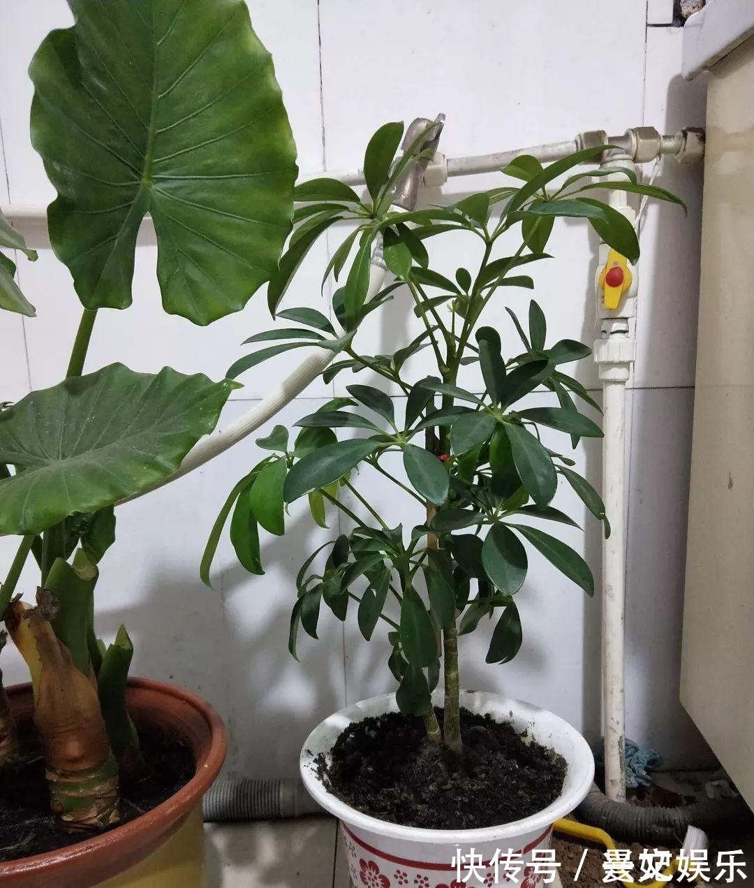 3种招财树,想养别花钱,掐个枝就生根,能得一大盆!