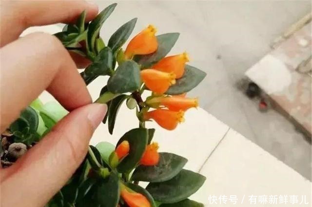 4种富贵花,再不漂亮也要养一盆,个个吉祥,空气一级棒!