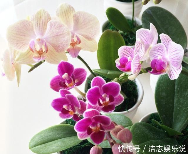 养护|烂根的蝴蝶兰别扔,学会这么做,猛窜花枝,年年都开花