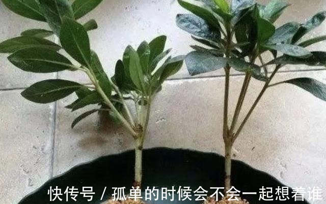 生根|“1种花”夏季扦插，一碰到土壤，“12天”长根系，1年后开满花！