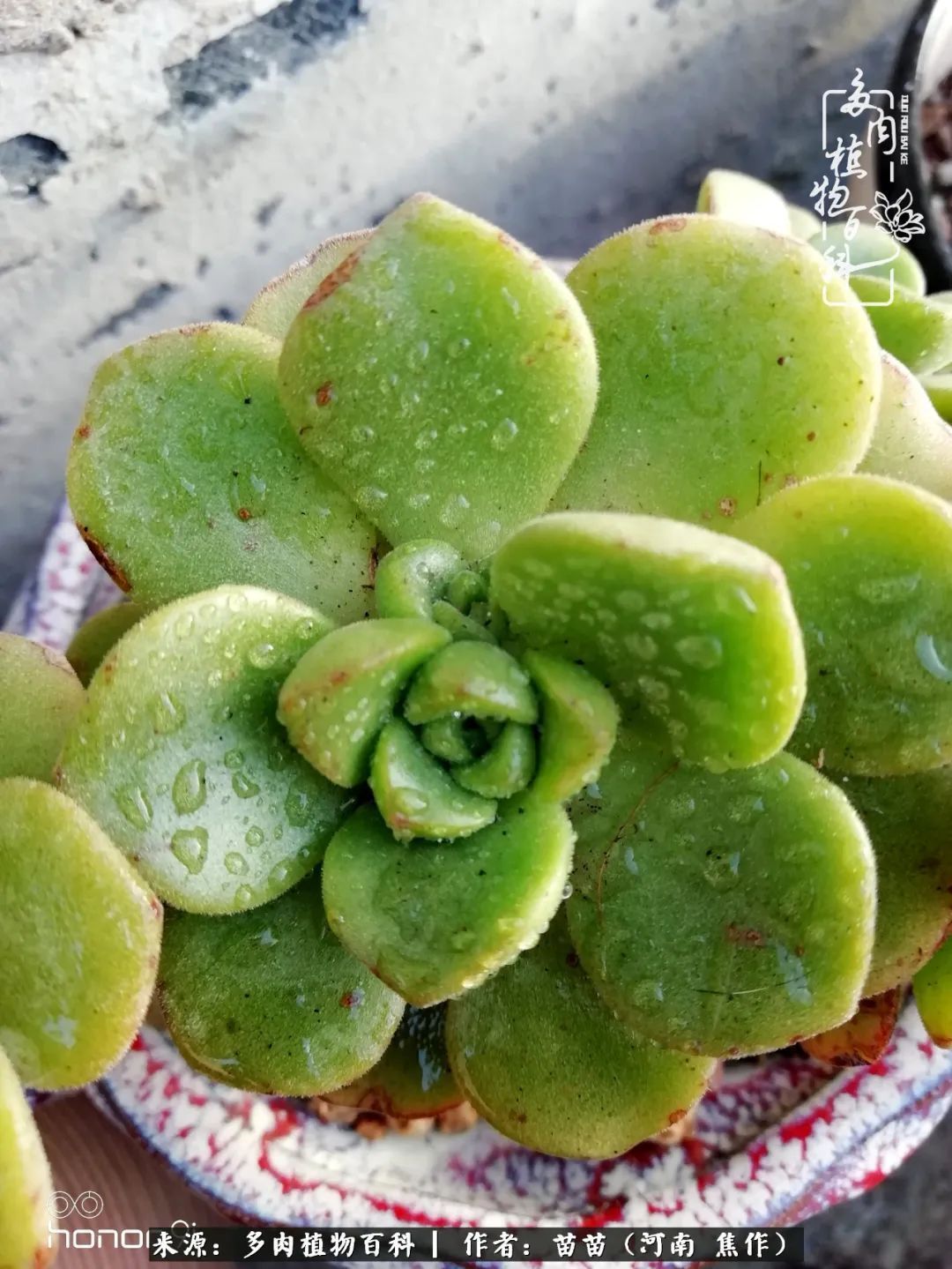 迷上多肉后,有一种喜欢叫一日看三回!