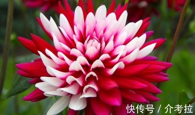 巨蟹|8天以内，花好月圆，邂逅真爱，两情相悦，情定今生！