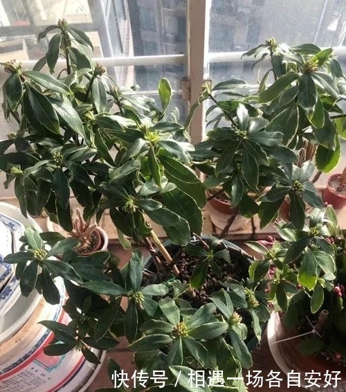金边瑞香要怎么养才能长势旺盛,及时开花?