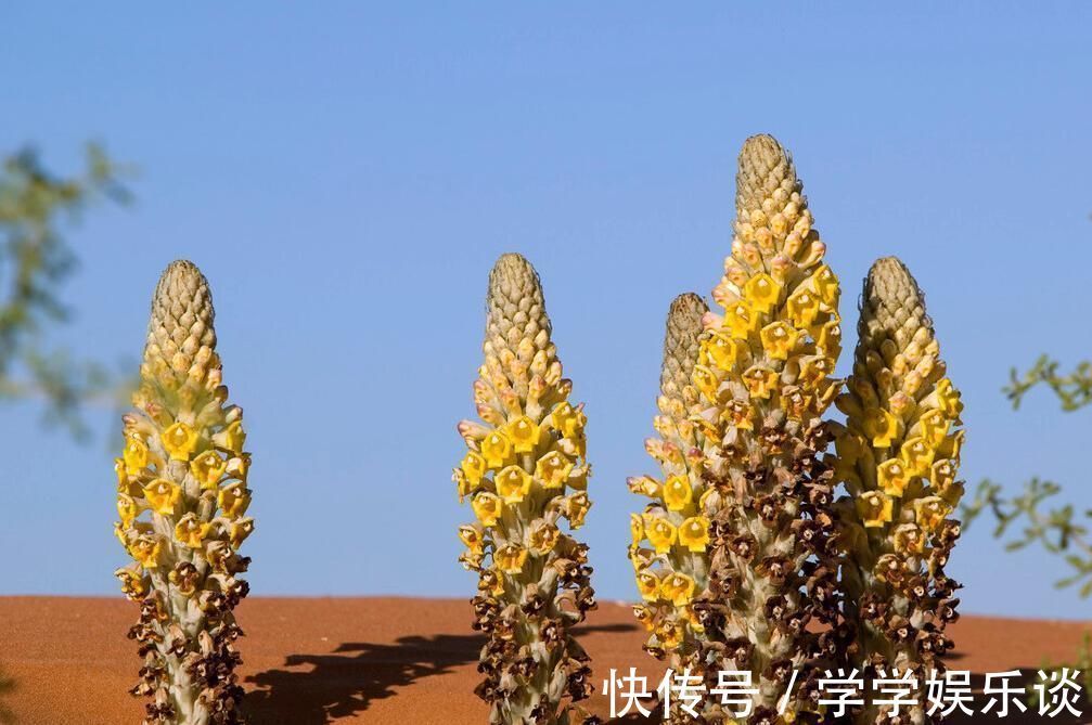 唐新本草|孙思邈写下的3味草药，治腰酸肾冷，为家人收好