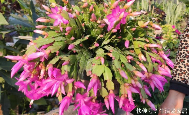 蟹爪兰要会“掐”,经常“掐一掐”,叶片又厚又大,一年花开多次