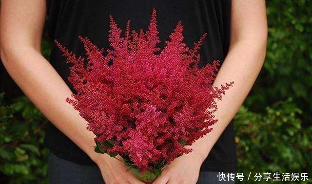 阴生花园的福音,美如新妇的落新妇!