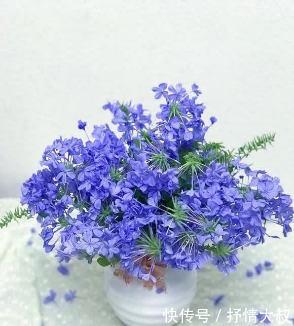 5块钱买棵蓝雪花,用大盆养,喂鸡粪肥,夏天开出2平方的花