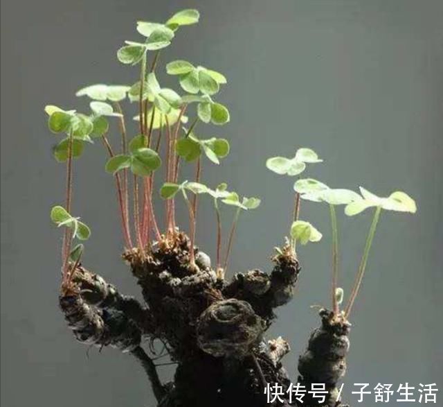 花盆|野外有3种“植物”，遇水就活，非常好养，还能做盆景