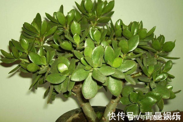 养花不如“养树”,这4种树镇宅又招财,时间越久越增值!