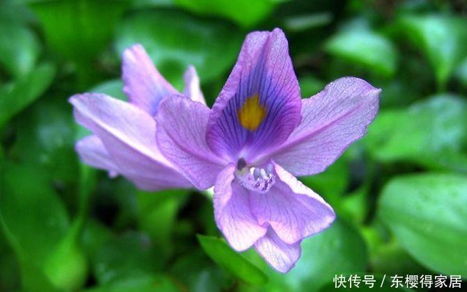 茶花|6月12日开始,养花试试这几款,花大色艳香浓,花期全年,美爆了