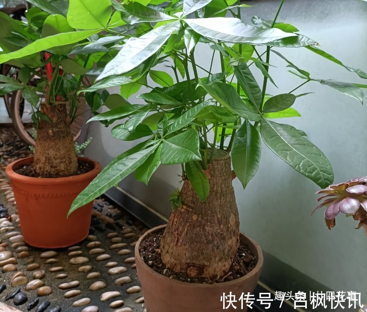 多肉植物|7种花，就要“穷着养”，花盆越小，长势越喜人！