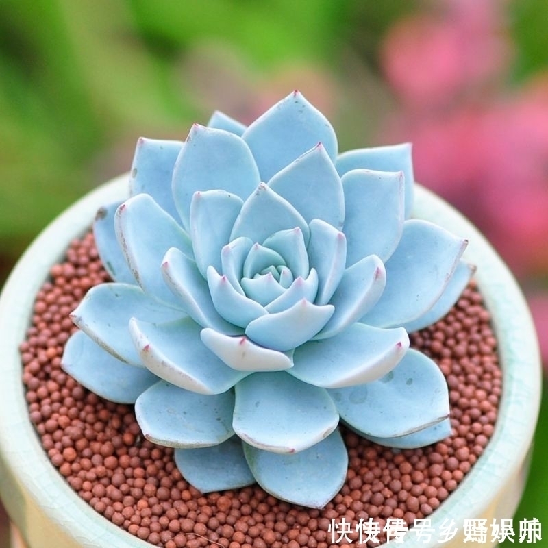 这些蓝色系多肉,简直像天使身边的小精灵,太美了