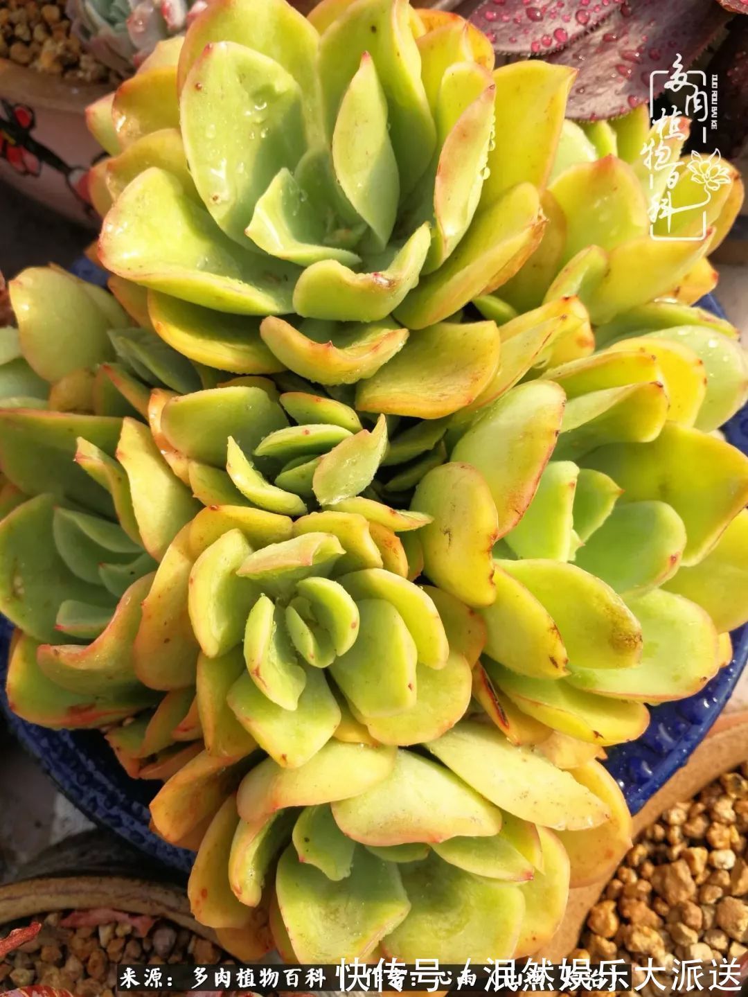 蚧壳虫|为肉痴狂!多肉植物也会用最美的容颜报答我们的勤劳付出!