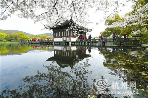 春光照杭城 樱花醉游人（组图）