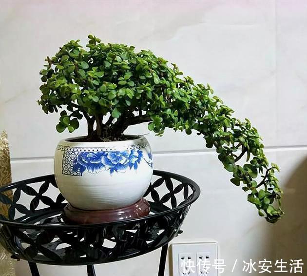 叶片|盆栽金枝玉叶,3个“小动作”,叶片饱满有光泽,轻松变成美盆景