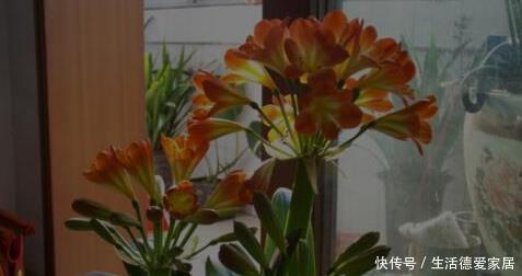 李大爷|李大爷只用它养君子兰,不花一分钱,1年开花2次全都爆盆