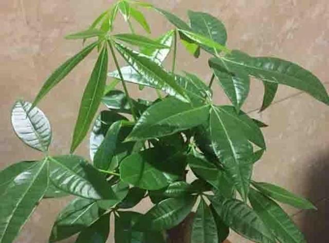给发财树浇水加点“料”，不烂根，不黄叶，新芽“噌噌”长