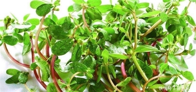 寒食菜|3种野菜清肝明目效果好,营养价值高,天然解毒,让身体减负担!