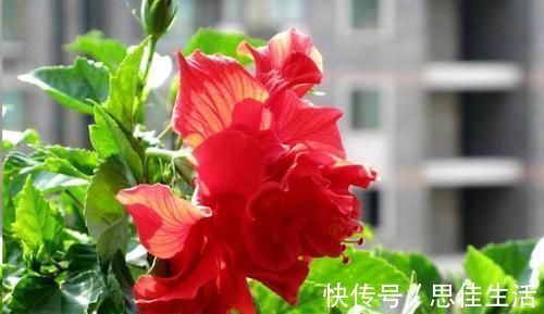 这10种花超级怕冷,再不搬进屋,小心只剩下盆了